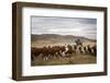 Gauchos with Cattle at the Huechahue Estancia, Patagonia, Argentina, South America-Yadid Levy-Framed Photographic Print