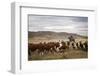 Gauchos with Cattle at the Huechahue Estancia, Patagonia, Argentina, South America-Yadid Levy-Framed Photographic Print