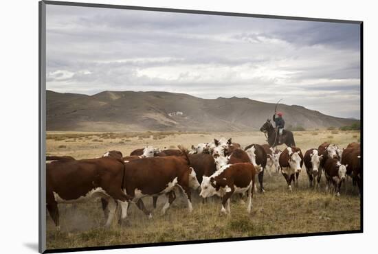 Gauchos with Cattle at the Huechahue Estancia, Patagonia, Argentina, South America-Yadid Levy-Mounted Photographic Print