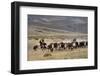 Gauchos with Cattle at the Huechahue Estancia, Patagonia, Argentina, South America-Yadid Levy-Framed Photographic Print