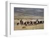 Gauchos with Cattle at the Huechahue Estancia, Patagonia, Argentina, South America-Yadid Levy-Framed Photographic Print