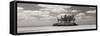 Gaulding Cay Conch BW Panel-Larry Malvin-Framed Stretched Canvas