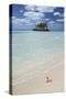 Gaulding Cay Conch-Larry Malvin-Stretched Canvas