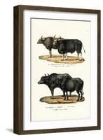 Gaur, 1824-Karl Joseph Brodtmann-Framed Giclee Print