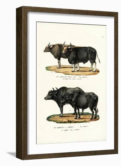 Gaur, 1824-Karl Joseph Brodtmann-Framed Giclee Print