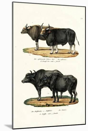 Gaur, 1824-Karl Joseph Brodtmann-Mounted Giclee Print