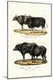 Gaur, 1824-Karl Joseph Brodtmann-Mounted Giclee Print