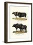 Gaur, 1824-Karl Joseph Brodtmann-Framed Premium Giclee Print