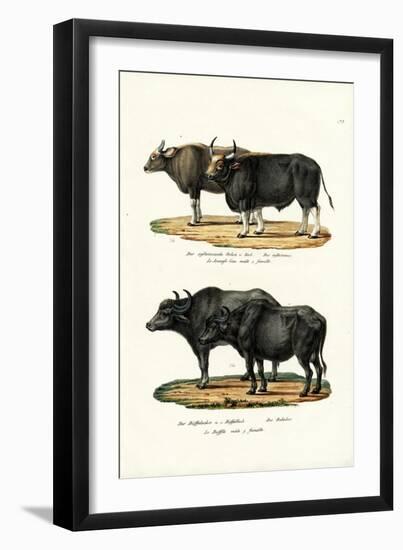 Gaur, 1824-Karl Joseph Brodtmann-Framed Premium Giclee Print