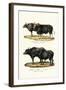 Gaur, 1824-Karl Joseph Brodtmann-Framed Giclee Print
