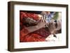 Gaura Purnima celebration, Sarcelles, Val d'Oise, France-Godong-Framed Photographic Print