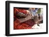 Gaura Purnima celebration, Sarcelles, Val d'Oise, France-Godong-Framed Photographic Print