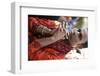 Gaura Purnima celebration, Sarcelles, Val d'Oise, France-Godong-Framed Photographic Print