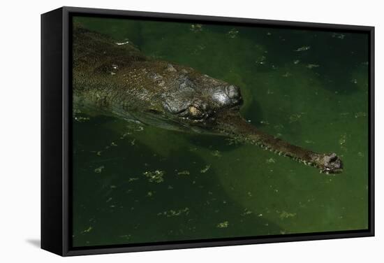 Gavial at a Gator Farm-W. Perry Conway-Framed Stretched Canvas