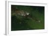 Gavial at a Gator Farm-W. Perry Conway-Framed Photographic Print