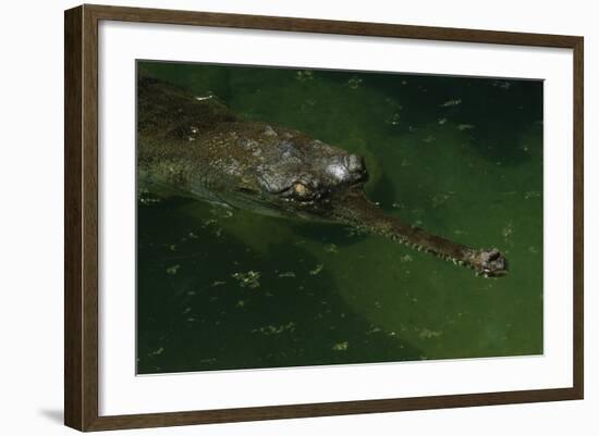 Gavial at a Gator Farm-W. Perry Conway-Framed Photographic Print