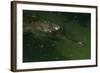 Gavial at a Gator Farm-W. Perry Conway-Framed Photographic Print