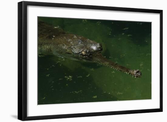 Gavial at a Gator Farm-W. Perry Conway-Framed Photographic Print