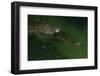 Gavial at a Gator Farm-W. Perry Conway-Framed Photographic Print