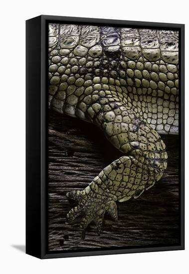 (Gavialis Gangeticus (Gharial)) - Foreleg-Paul Starosta-Framed Stretched Canvas