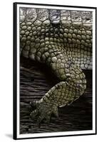 (Gavialis Gangeticus (Gharial)) - Foreleg-Paul Starosta-Framed Premium Photographic Print