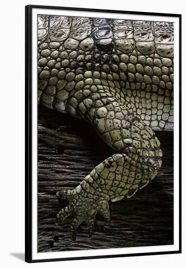 (Gavialis Gangeticus (Gharial)) - Foreleg-Paul Starosta-Framed Premium Photographic Print