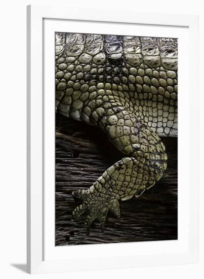 (Gavialis Gangeticus (Gharial)) - Foreleg-Paul Starosta-Framed Photographic Print