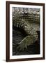 (Gavialis Gangeticus (Gharial)) - Foreleg-Paul Starosta-Framed Photographic Print