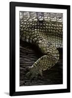 (Gavialis Gangeticus (Gharial)) - Foreleg-Paul Starosta-Framed Photographic Print