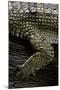 (Gavialis Gangeticus (Gharial)) - Foreleg-Paul Starosta-Mounted Photographic Print