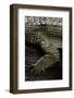 (Gavialis Gangeticus (Gharial)) - Foreleg-Paul Starosta-Framed Photographic Print