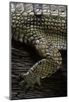 (Gavialis Gangeticus (Gharial)) - Foreleg-Paul Starosta-Mounted Photographic Print