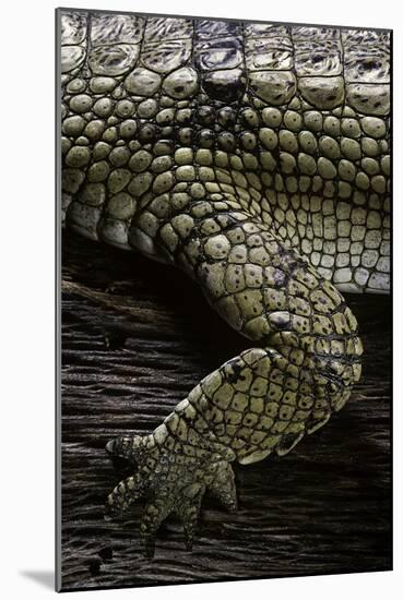 (Gavialis Gangeticus (Gharial)) - Foreleg-Paul Starosta-Mounted Photographic Print