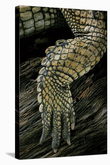 Gavialis Gangeticus (Gharial) - Hindleg-Paul Starosta-Stretched Canvas