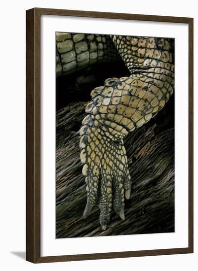 Gavialis Gangeticus (Gharial) - Hindleg-Paul Starosta-Framed Photographic Print