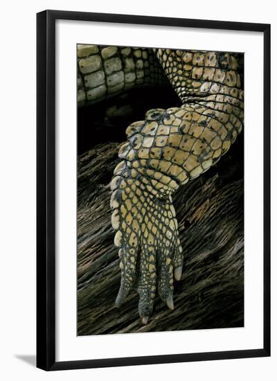 Gavialis Gangeticus (Gharial) - Hindleg-Paul Starosta-Framed Photographic Print