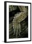 Gavialis Gangeticus (Gharial) - Hindleg-Paul Starosta-Framed Photographic Print