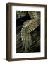 Gavialis Gangeticus (Gharial) - Hindleg-Paul Starosta-Framed Photographic Print