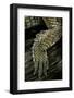 Gavialis Gangeticus (Gharial) - Hindleg-Paul Starosta-Framed Photographic Print