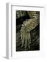 Gavialis Gangeticus (Gharial) - Hindleg-Paul Starosta-Framed Photographic Print