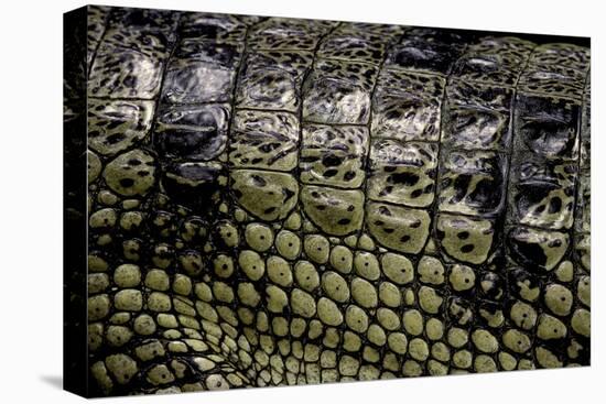 Gavialis Gangeticus (Gharial) - Scales-Paul Starosta-Stretched Canvas