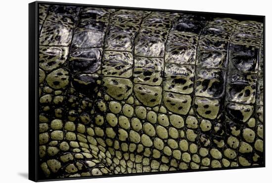 Gavialis Gangeticus (Gharial) - Scales-Paul Starosta-Framed Stretched Canvas