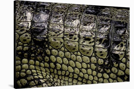 Gavialis Gangeticus (Gharial) - Scales-Paul Starosta-Stretched Canvas