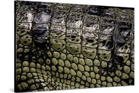 Gavialis Gangeticus (Gharial) - Scales-Paul Starosta-Stretched Canvas