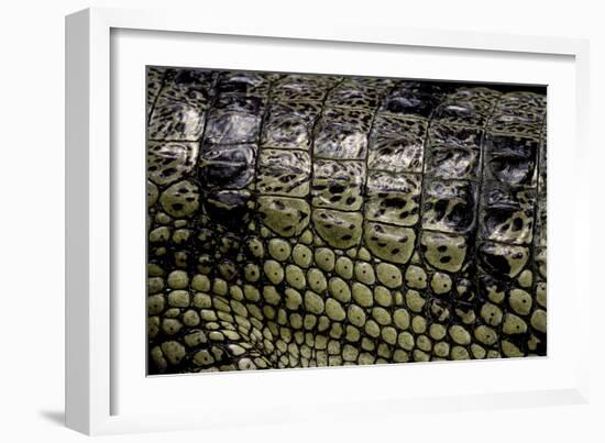 Gavialis Gangeticus (Gharial) - Scales-Paul Starosta-Framed Photographic Print