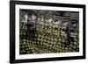 Gavialis Gangeticus (Gharial) - Scales-Paul Starosta-Framed Photographic Print