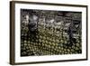 Gavialis Gangeticus (Gharial) - Scales-Paul Starosta-Framed Photographic Print