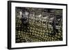Gavialis Gangeticus (Gharial) - Scales-Paul Starosta-Framed Photographic Print