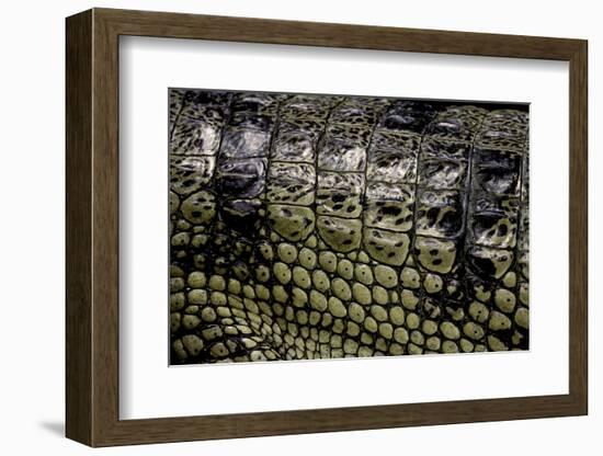 Gavialis Gangeticus (Gharial) - Scales-Paul Starosta-Framed Photographic Print