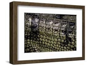 Gavialis Gangeticus (Gharial) - Scales-Paul Starosta-Framed Photographic Print